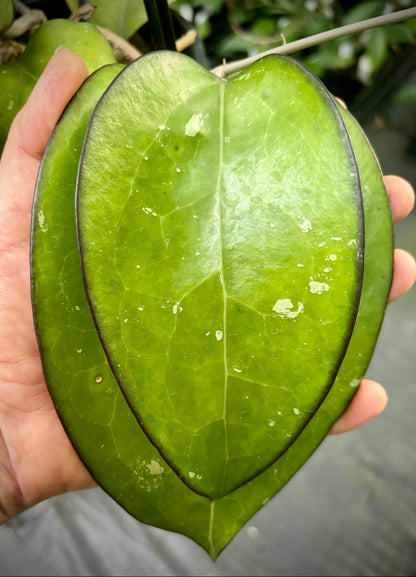 Hoya fuscomarginata H22