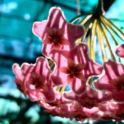 Hoya species 'Pink' H193