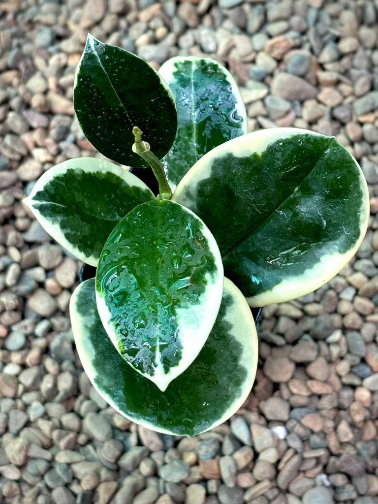 Hoya australis (albomarginata) H437