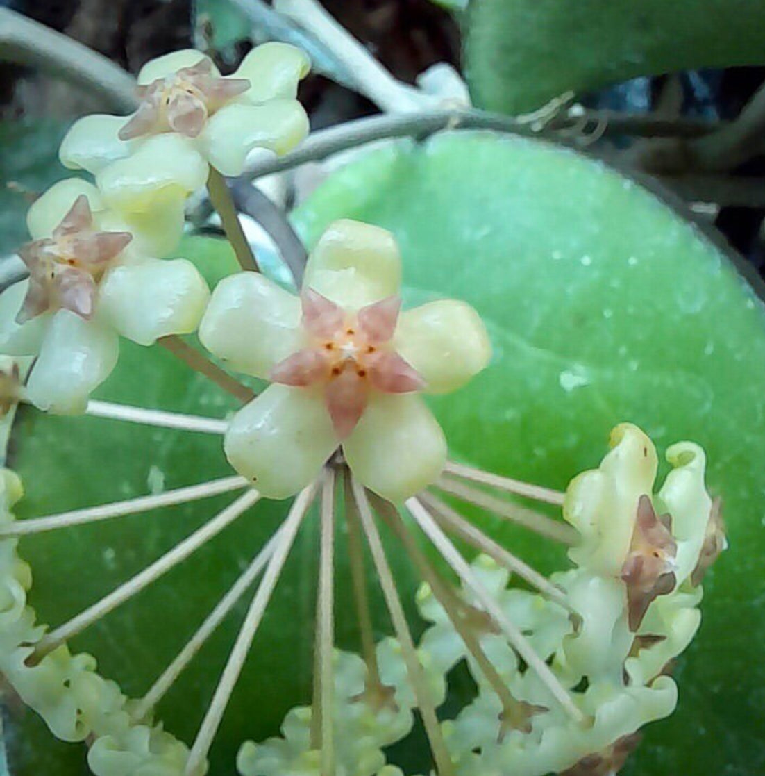 Hoya sp. Java IML 0452 H125