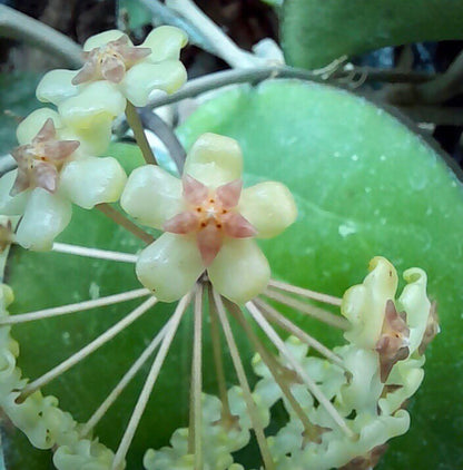 Hoya sp. Java IML 0452 H125
