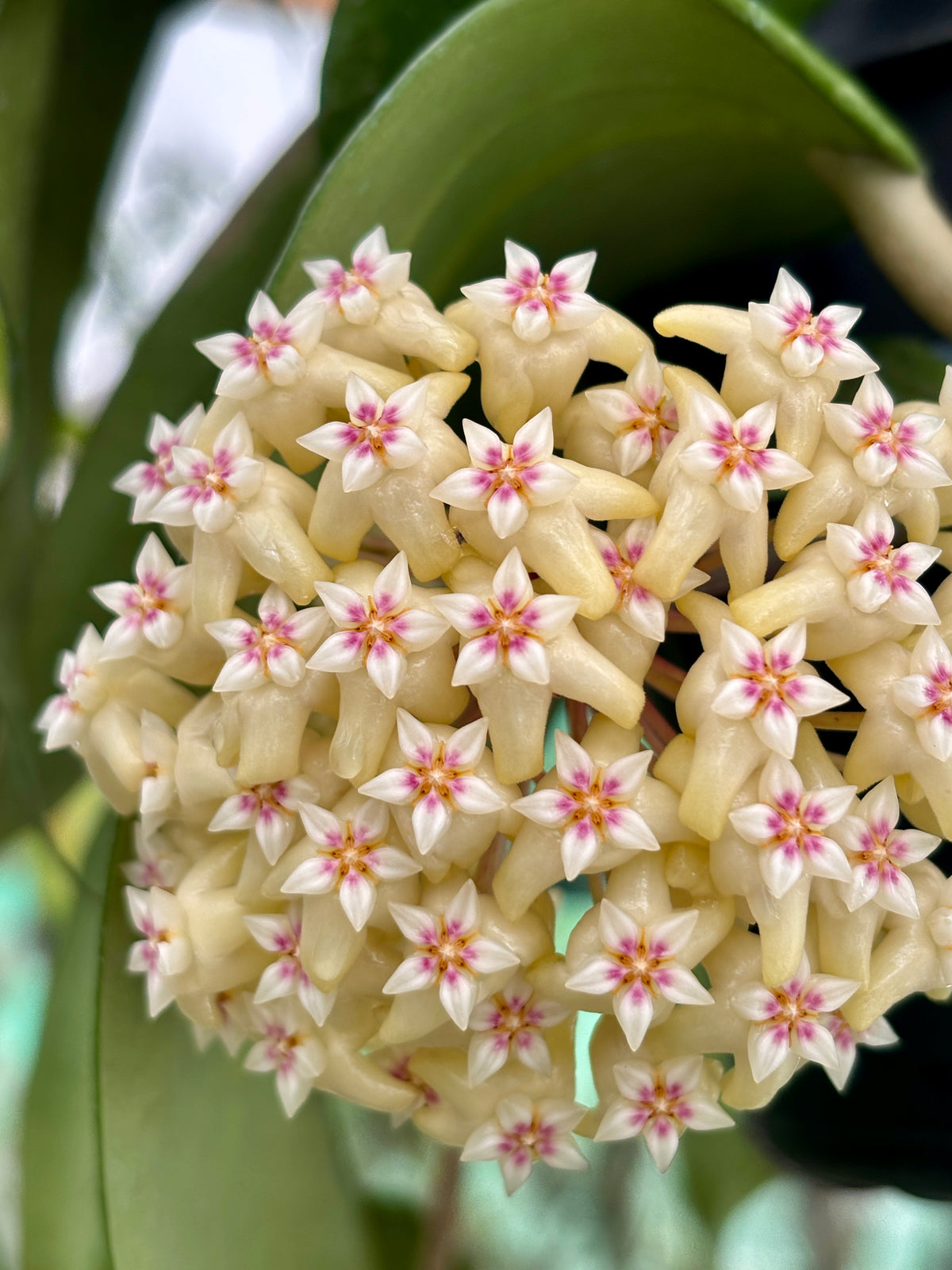 Hoya rigida IML 1424 H80