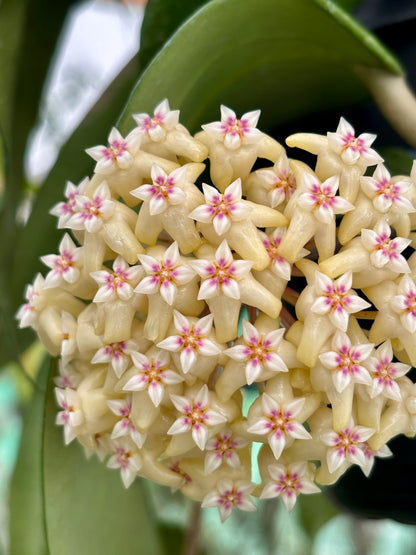 Hoya rigida IML 1424 H80