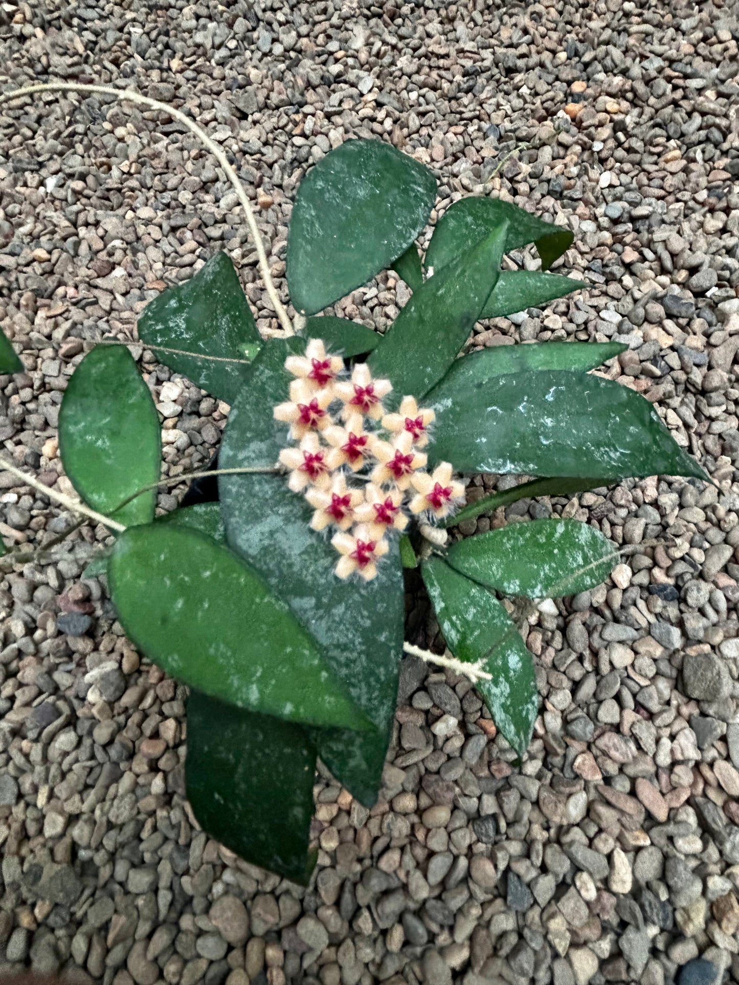Hoya flagellata (gold) H344