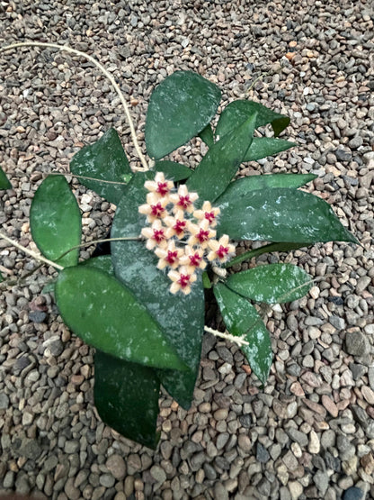 Hoya flagellata (gold) H344