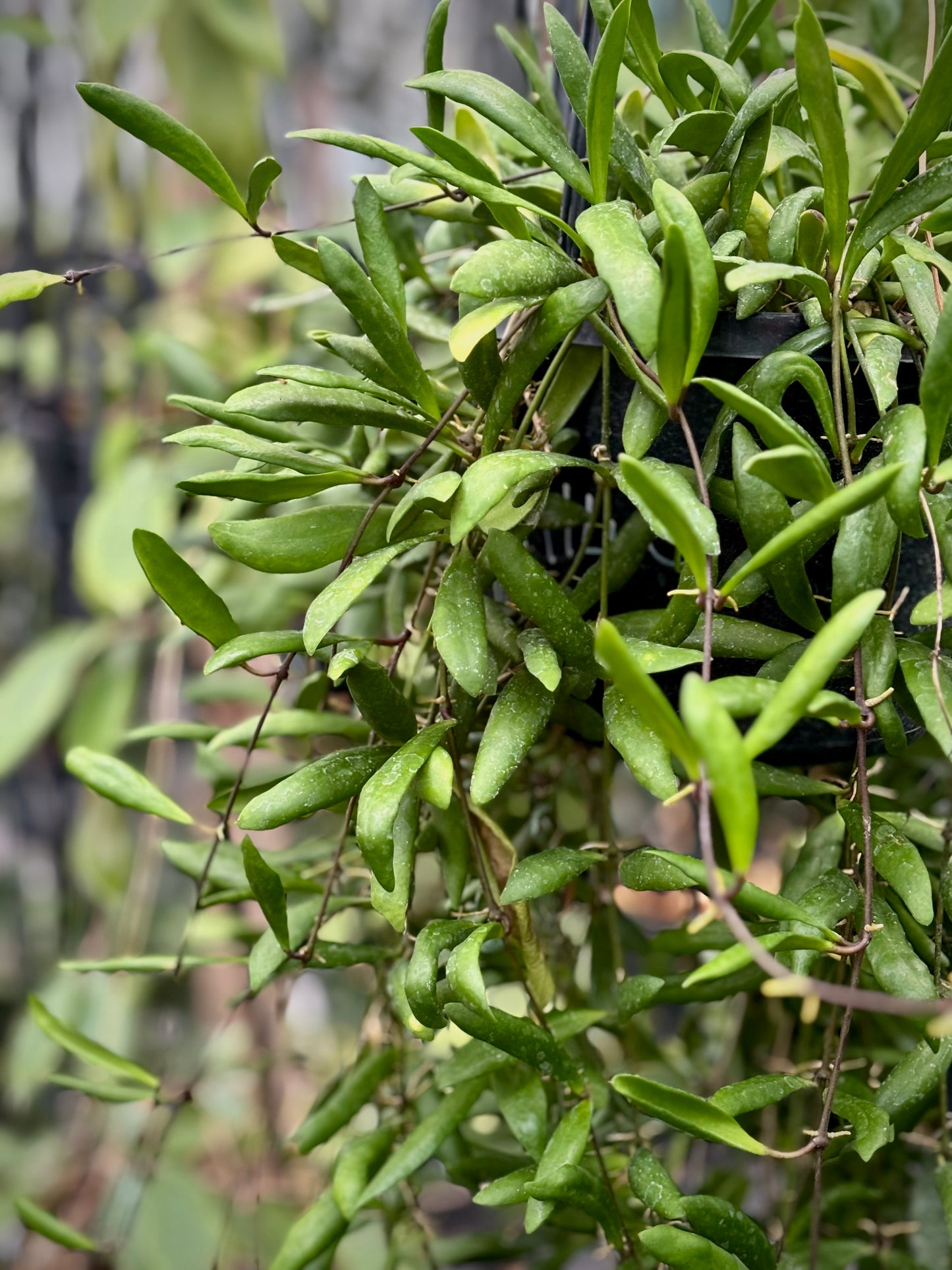 Hoya loheri H146