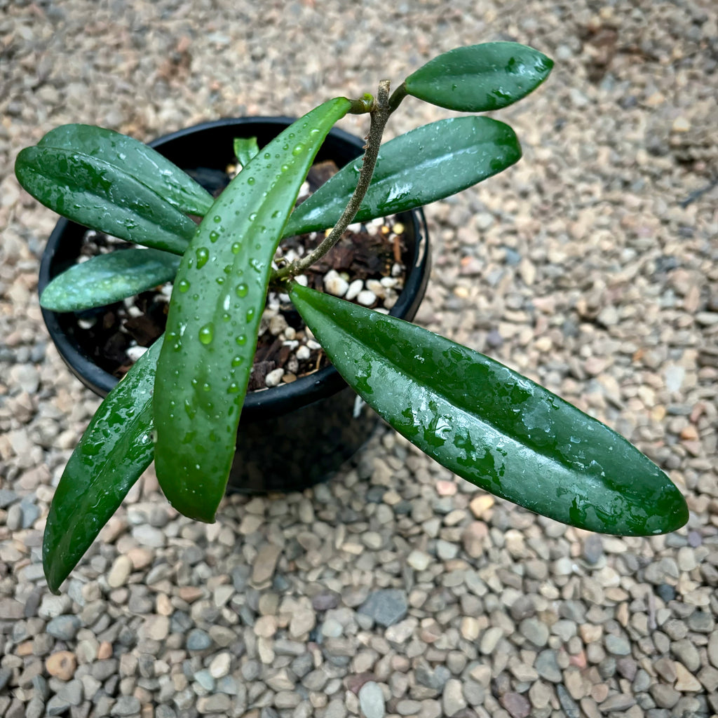 Hoya chlorantha var. tuituilensis IML 0545 H276