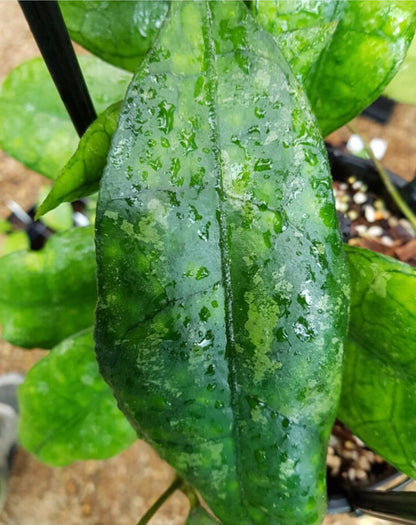 Hoya sp. Malaysia IML 1400 H134