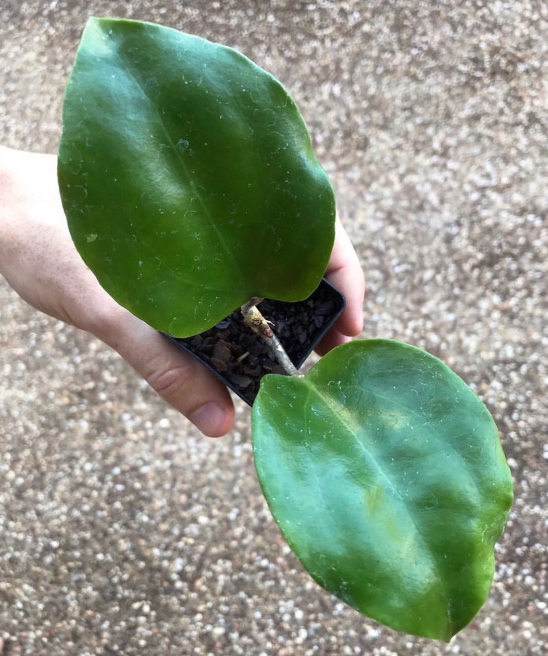Hoya surigaoensis IML 1693 H85