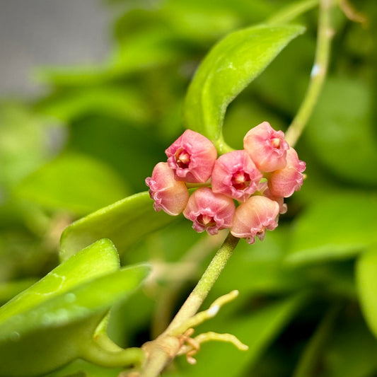 Hoya heuschkeliana H2