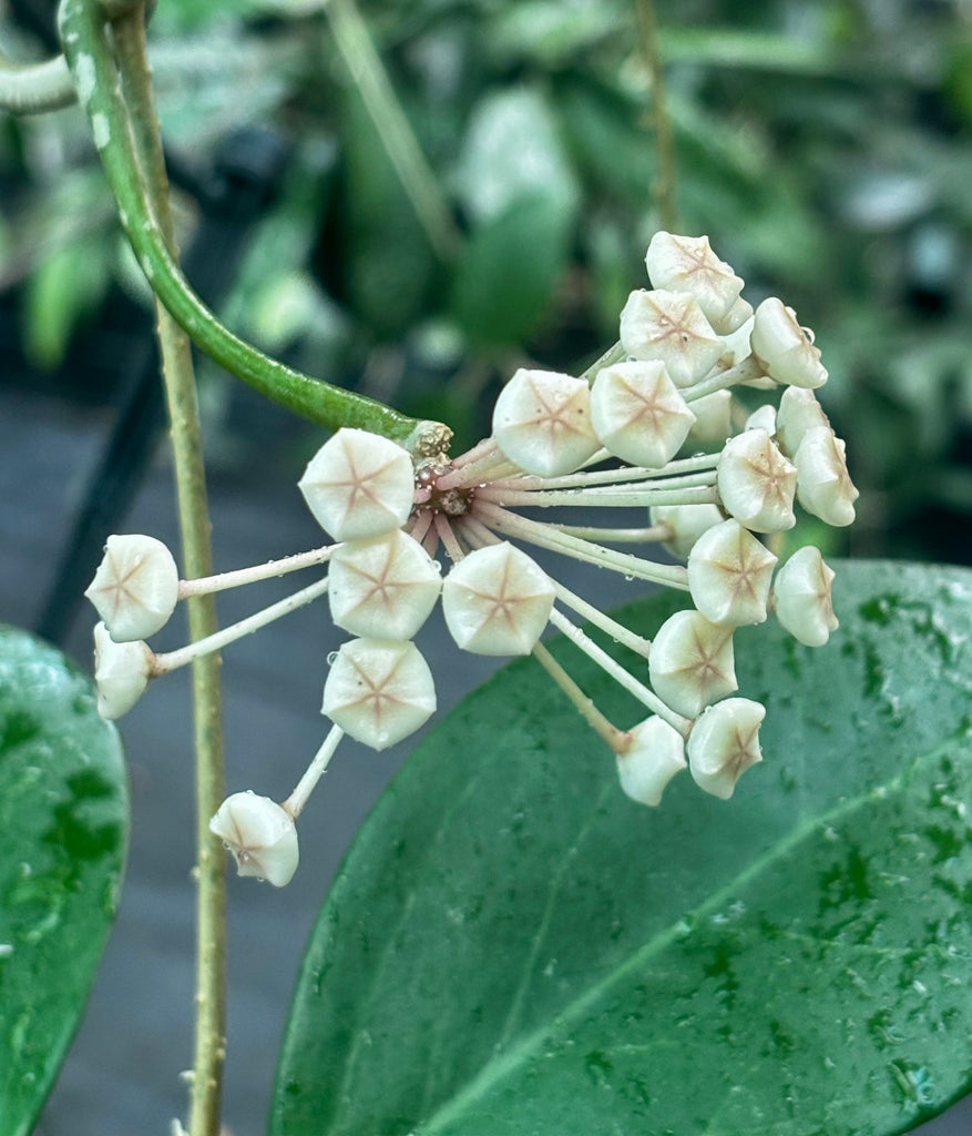 Hoya verticillata var. hendersonii H314