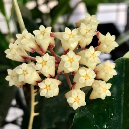 Hoya 'Jennifer' H329