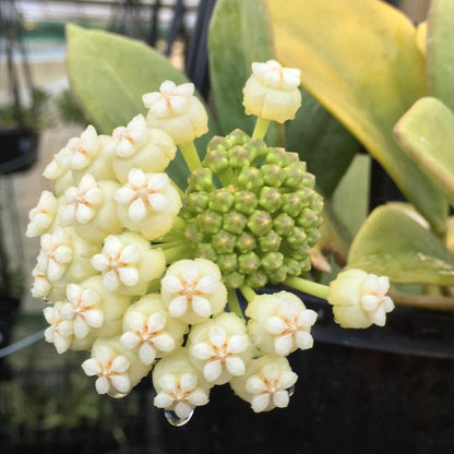Hoya pachyclada IML 0523 H25