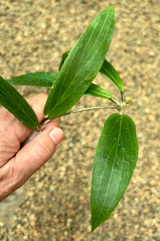 Hoya bordenii IML 0775 H140