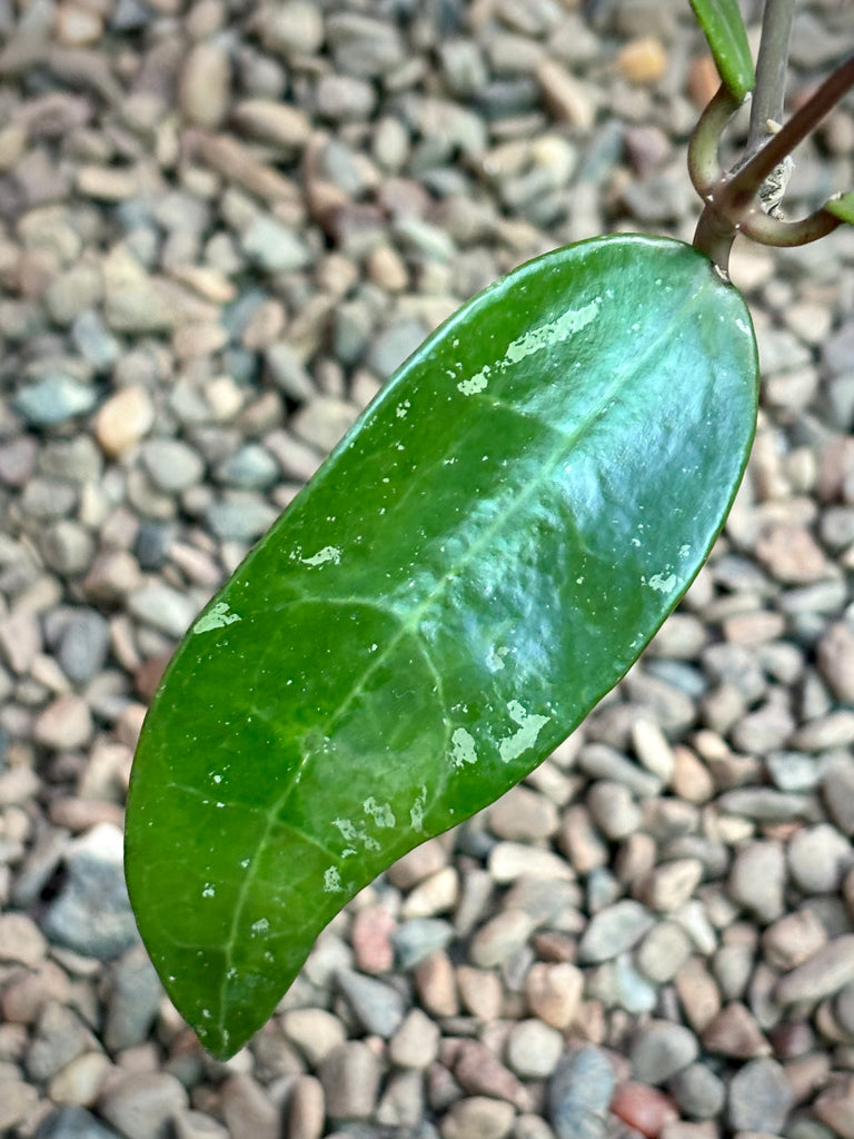 Hoya verticillata bronze H189