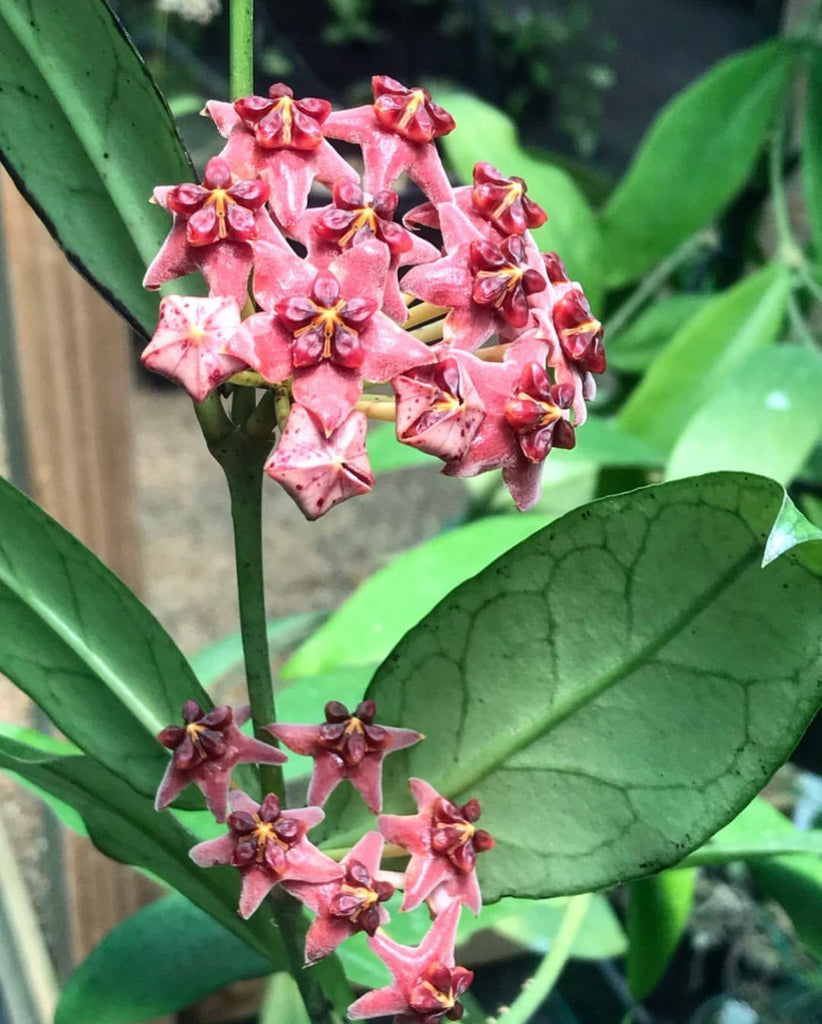 Hoya lobbii 'red' IML 1161 H244