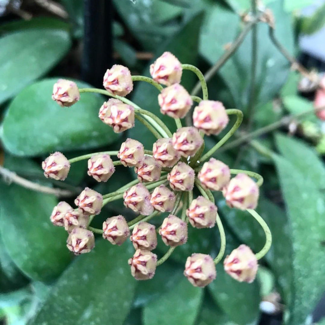 Hoya micrantha India IML 0100 H338