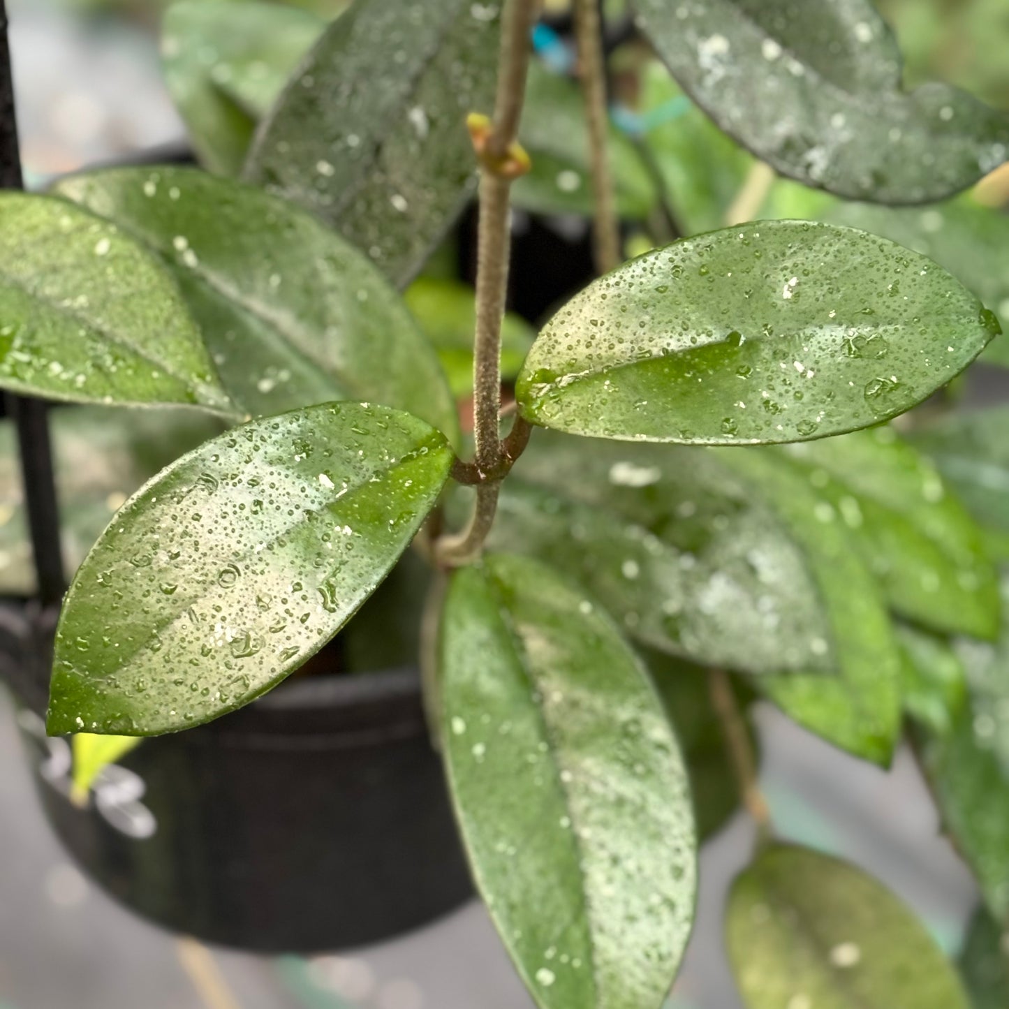Hoya crassifolia China IML 0142 H228