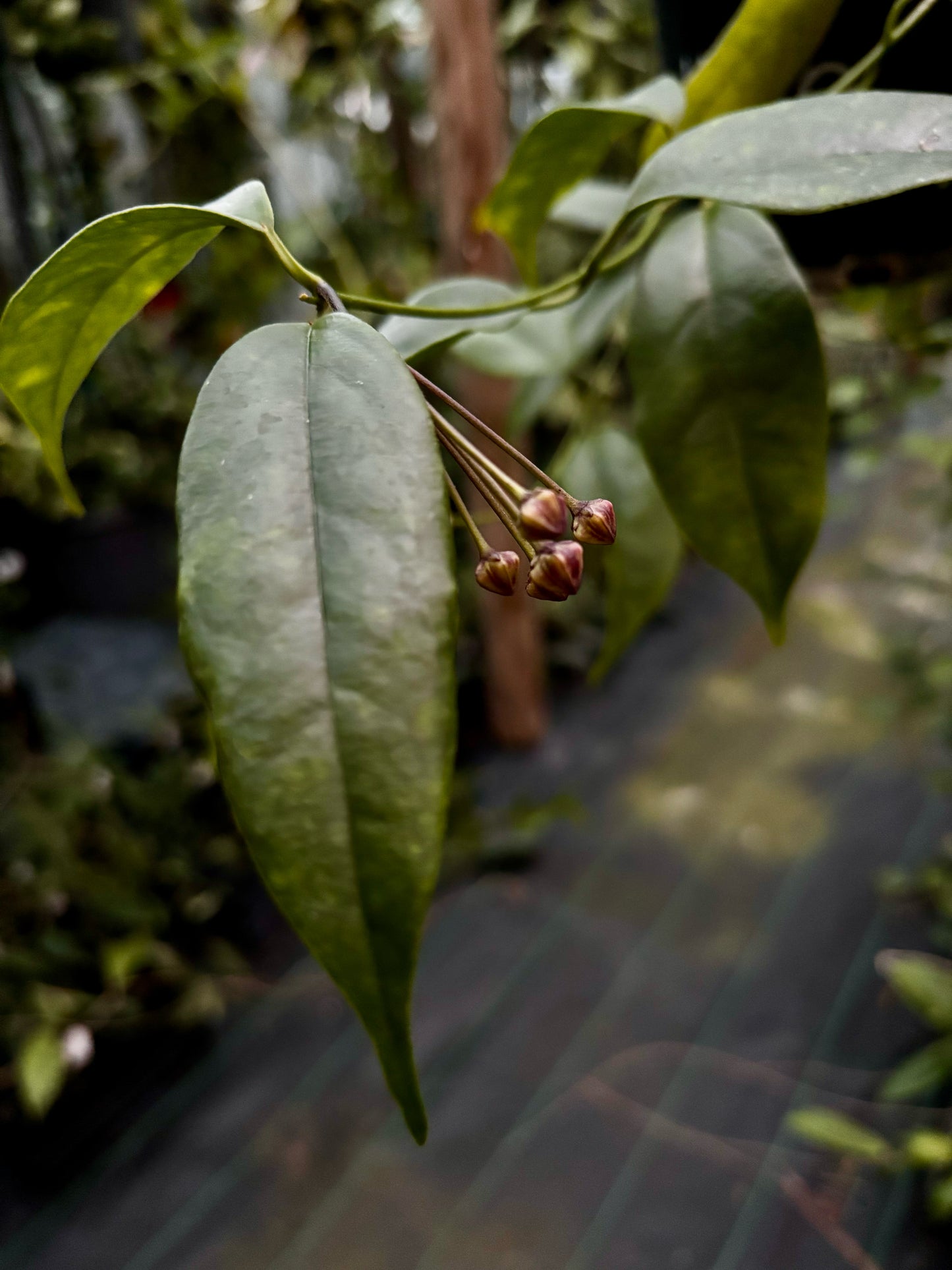 Hoya buotii IML 1862 H160