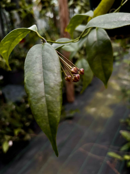 Hoya buotii IML 1862 H160