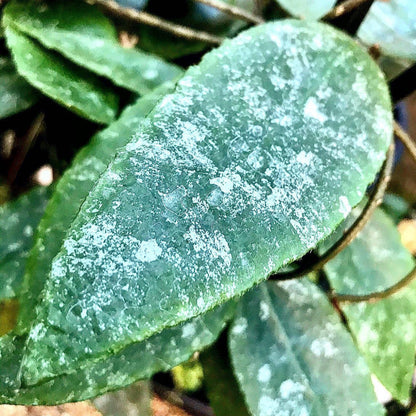 Hoya caudata v crassifolia H200