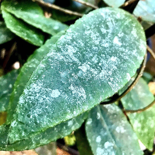 Hoya caudata v crassifolia H200