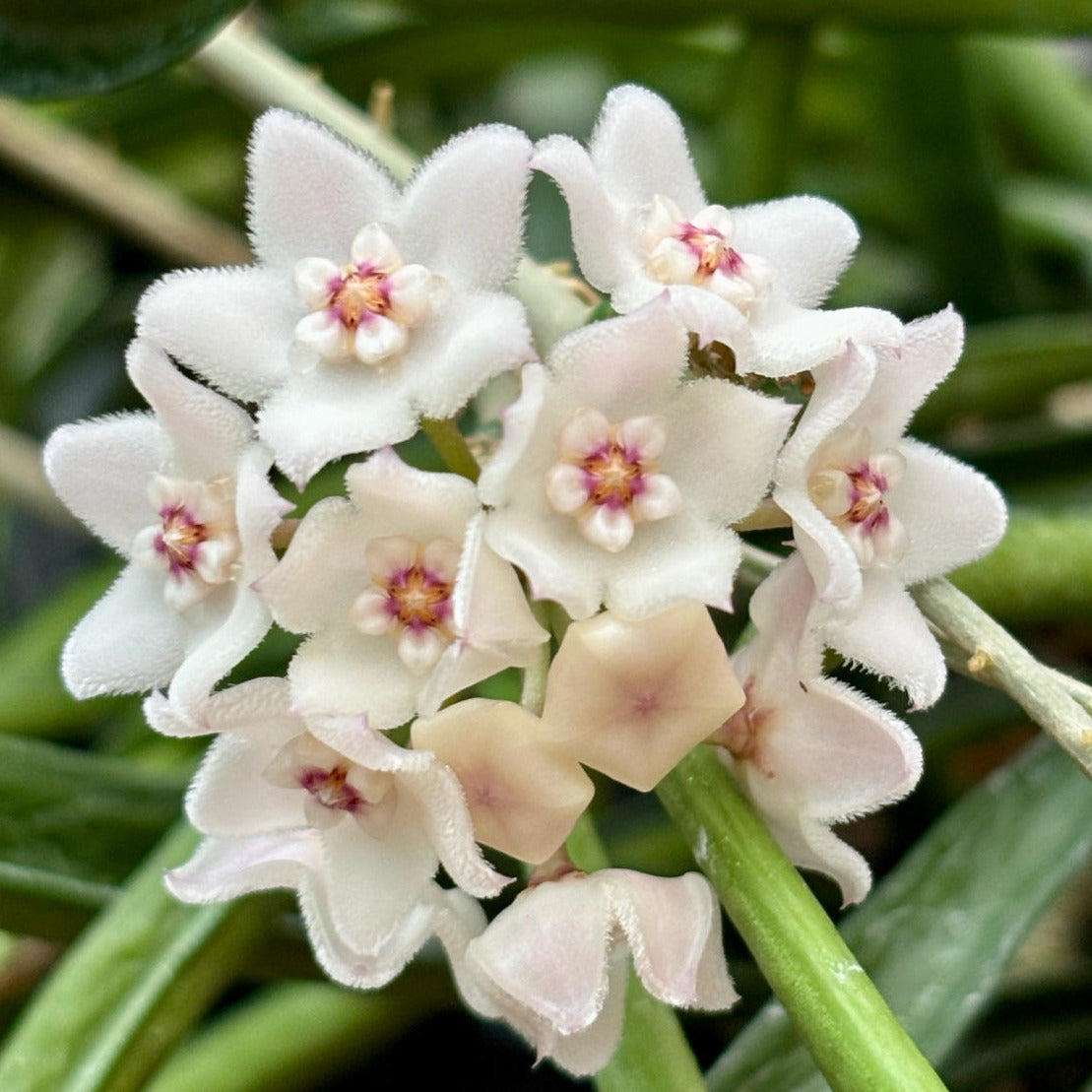 Hoya shepherdii IML 0048 H148