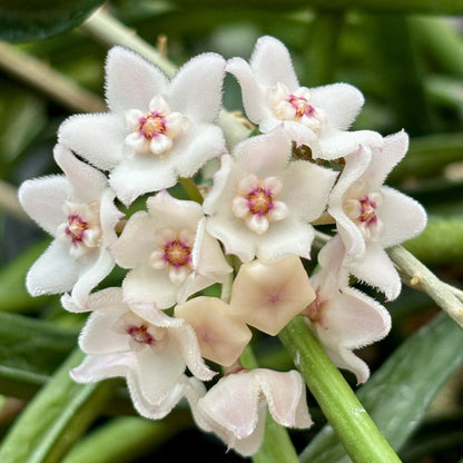 Hoya shepherdii IML 0048 H148