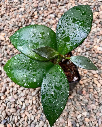 Hoya rundumensis IML 0557 H81