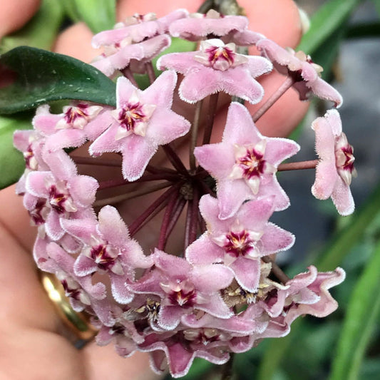 Hoya 'Minibelle' H14