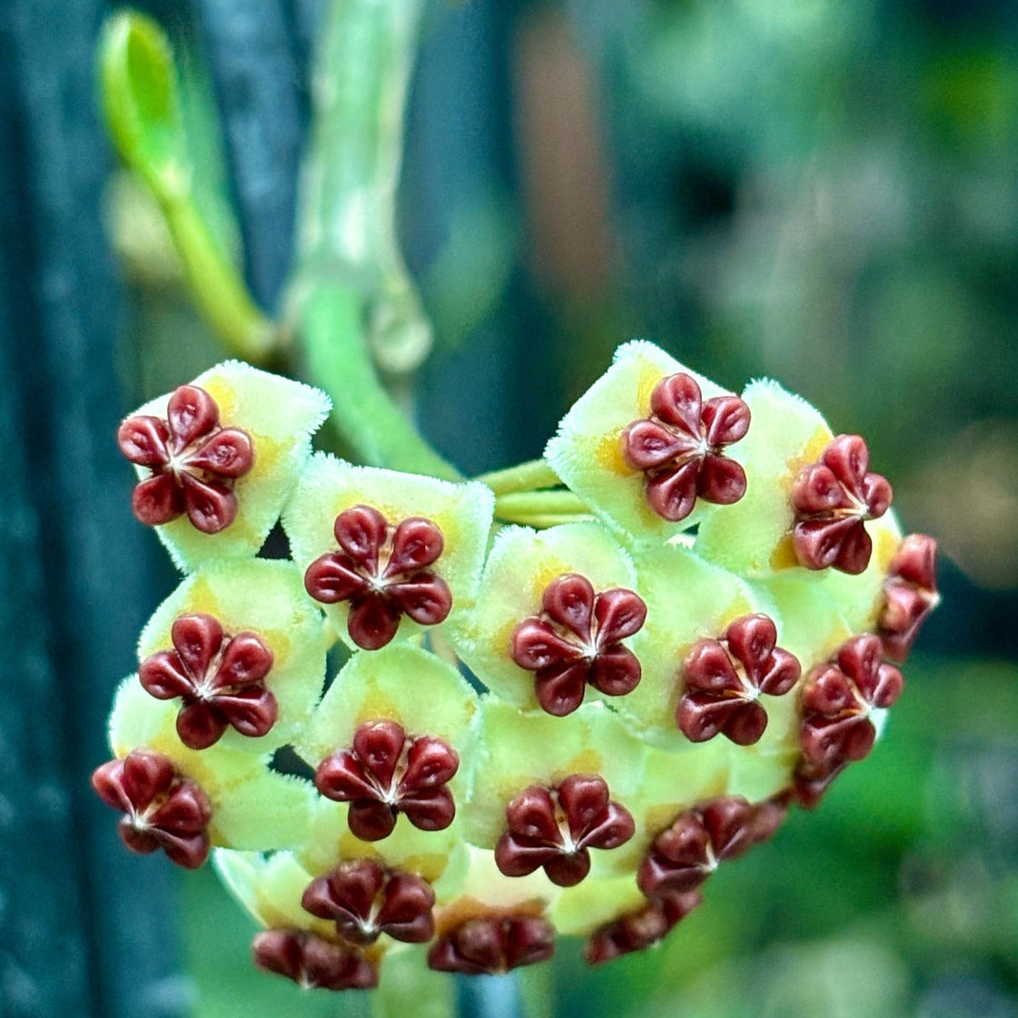Hoya kerrii H44