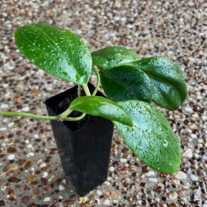 Hoya dolichosparte IML 1377 H99