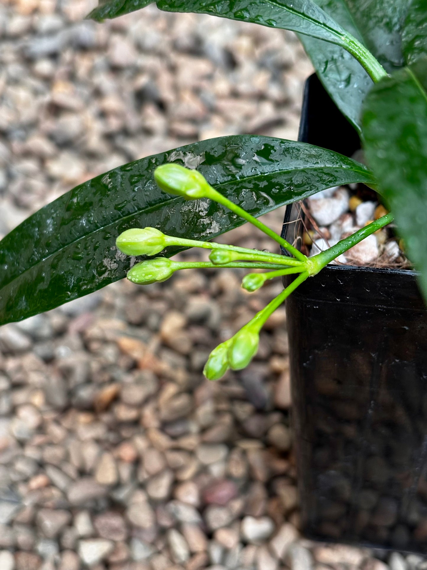 Hoya irisiae green H472