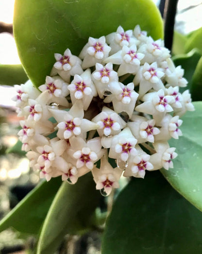 Hoya verticillata H205