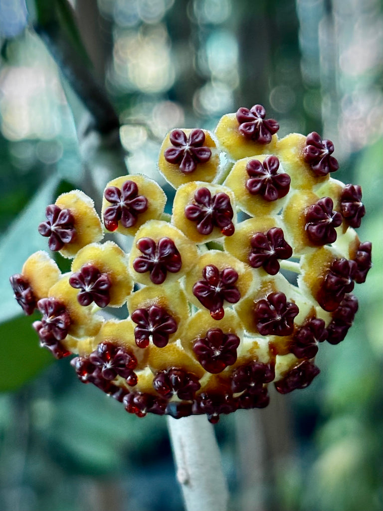 Hoya kerrii H44