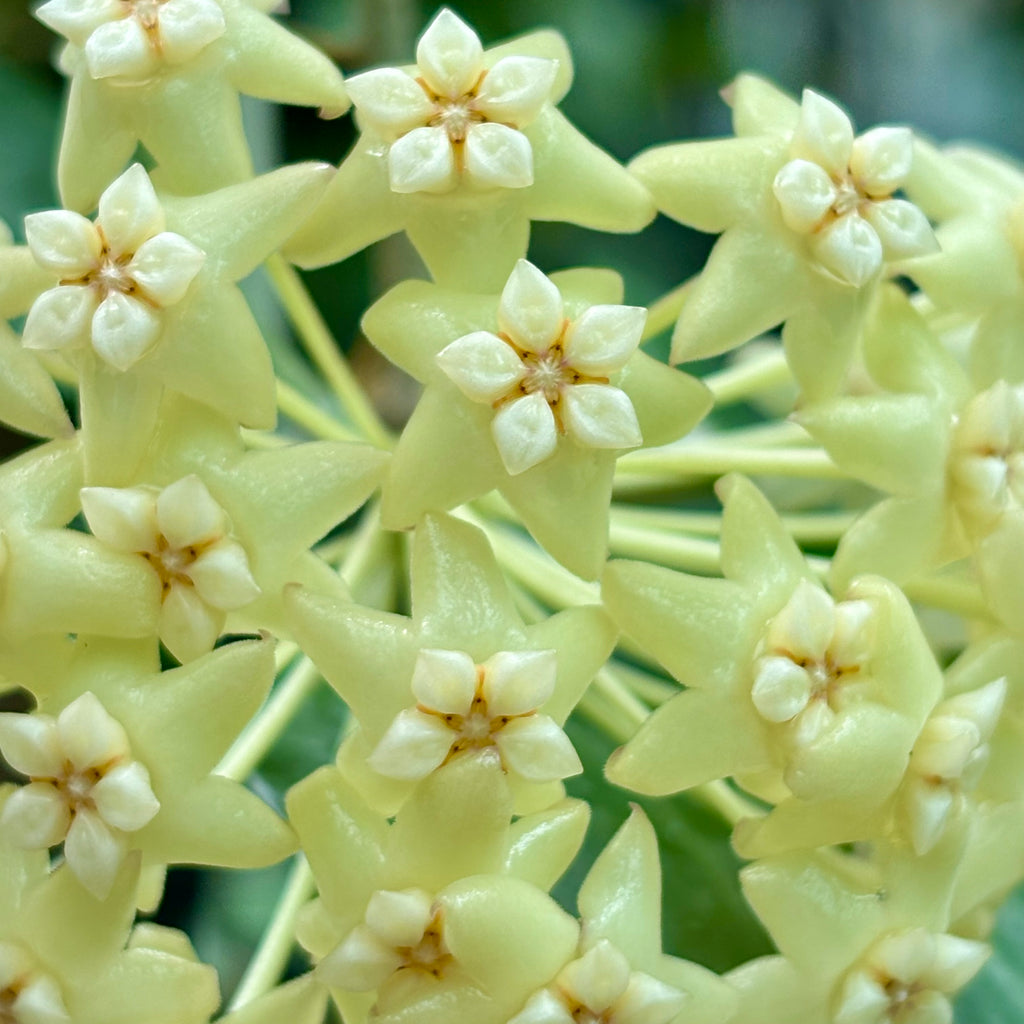 Hoya nicholsoniae Cooper's Ck. IML 0353 H255