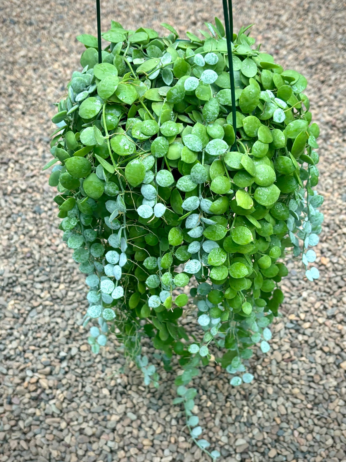Dischidia nummularia - thin leaf D19