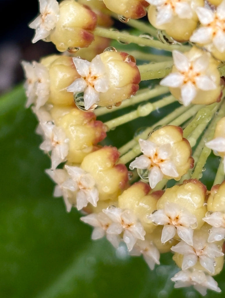 Hoya incrassata Philippines IML 0187 H35