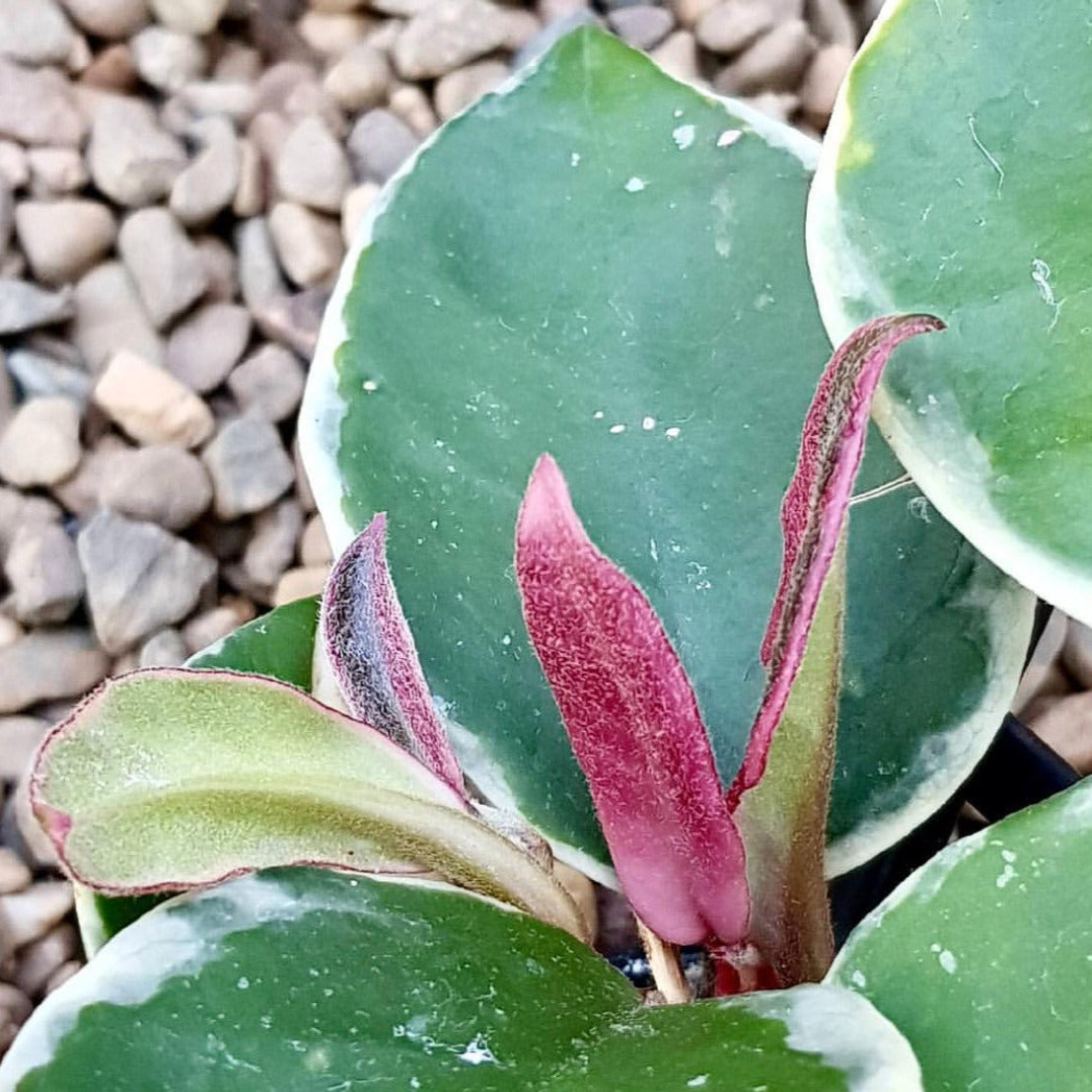 Hoya carnosa 'Tricolor' IML 0077 H130