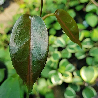 Hoya macgillivrayi 'Mt Tozer' IML 0278 H247