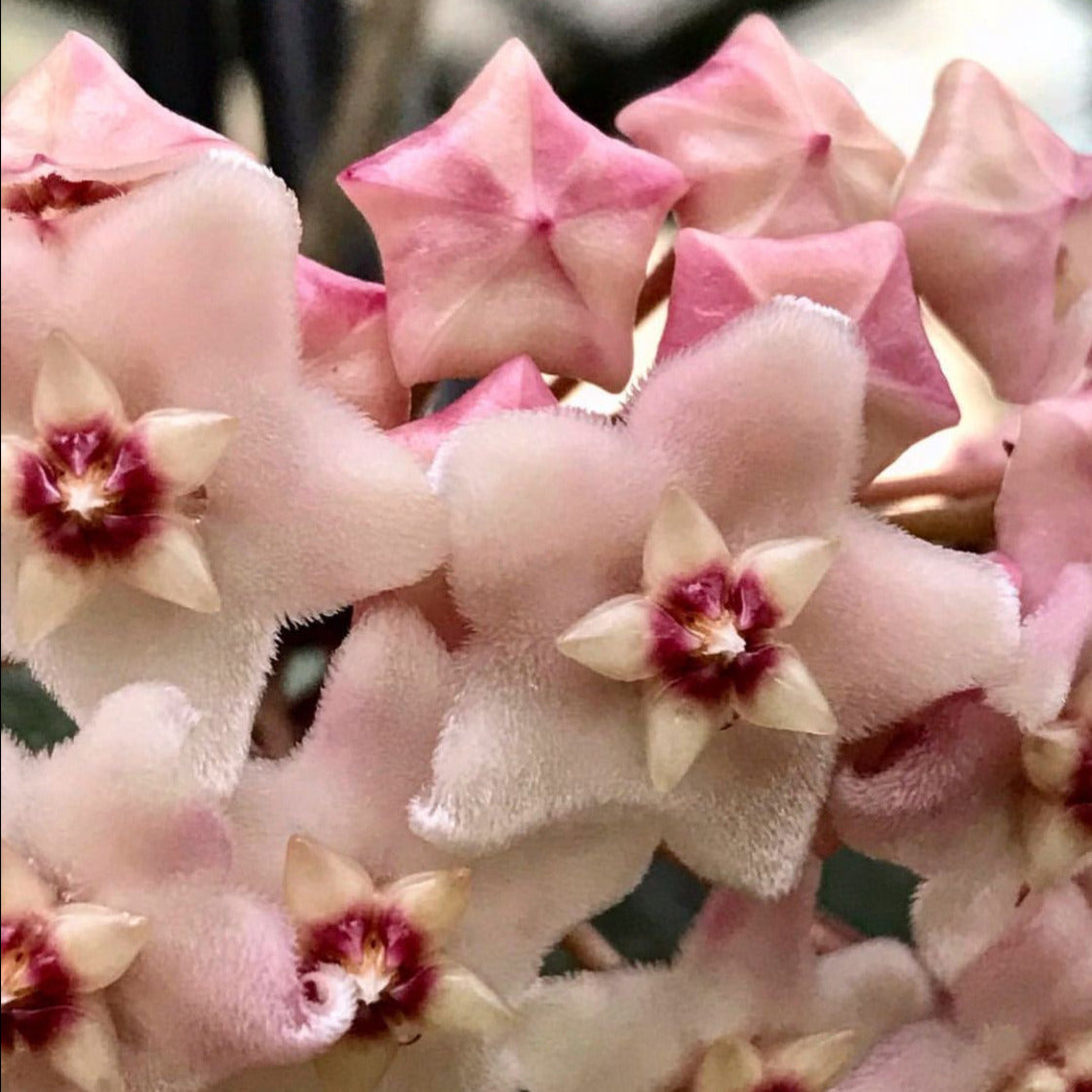 Hoya fungii H3