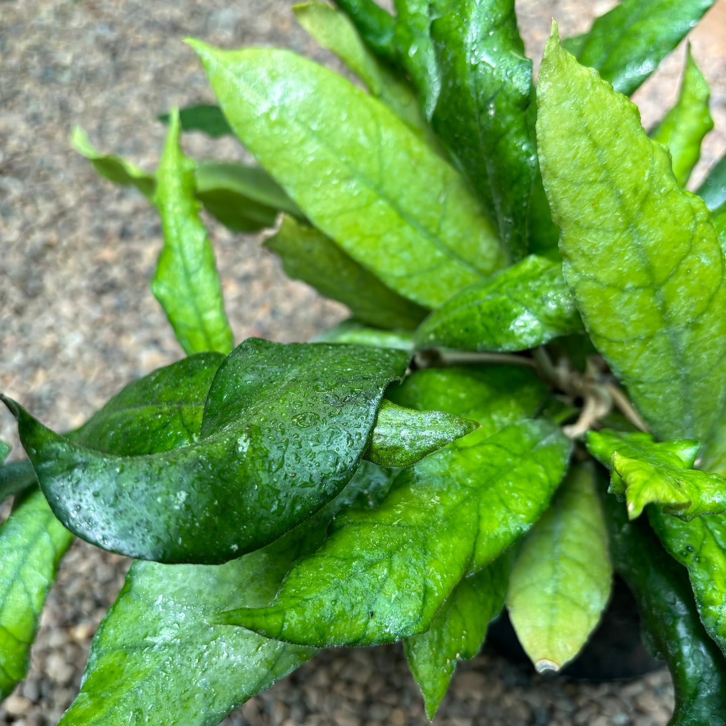 Hoya sp. Malaysia IML 1400 H134