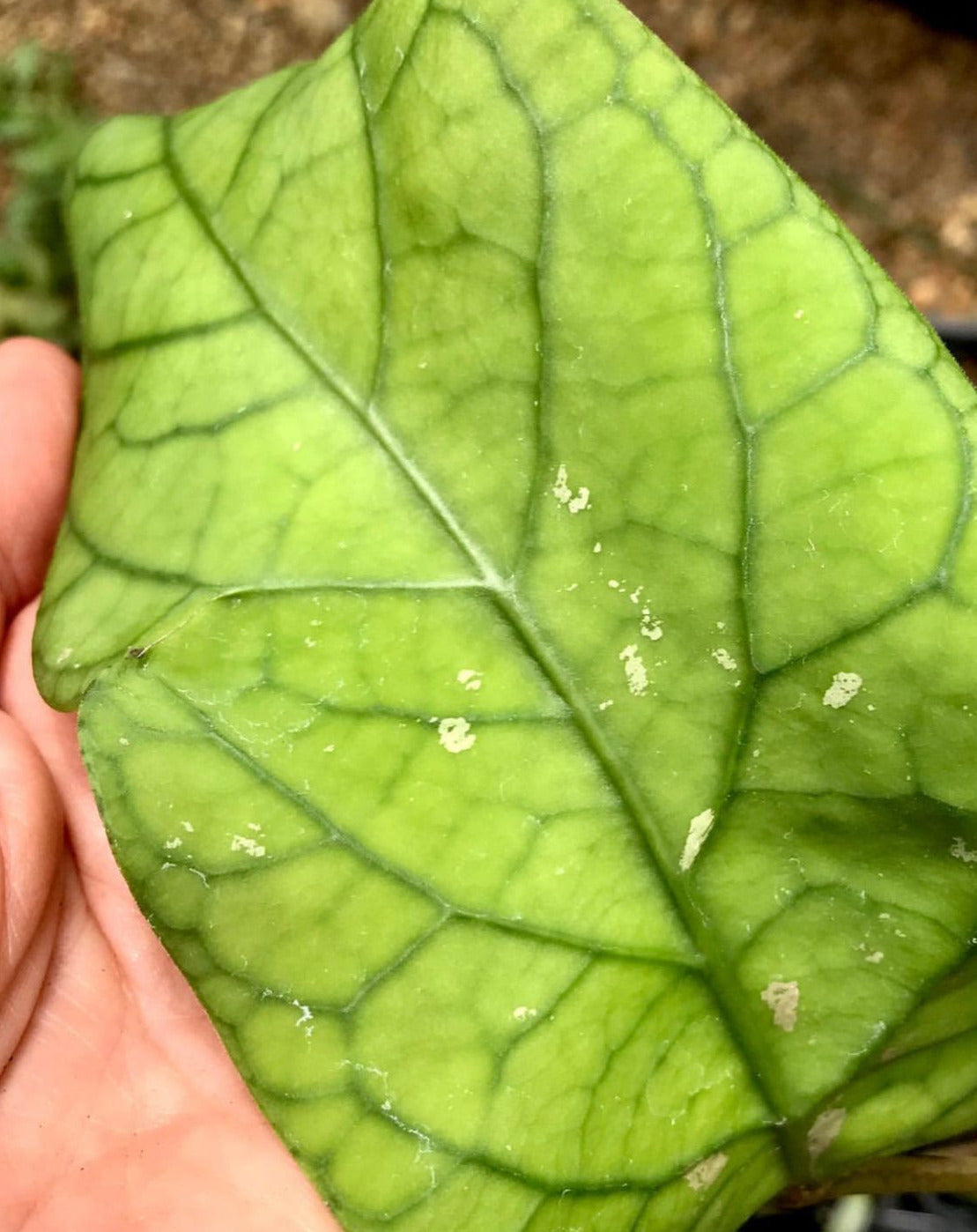 Hoya meredithii H174