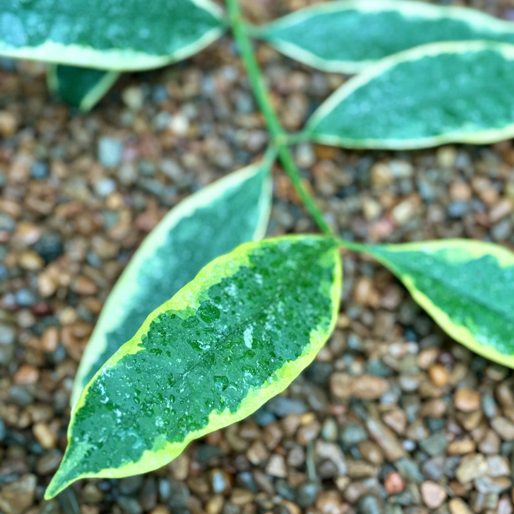 Hoya multiflora albomarginata H113