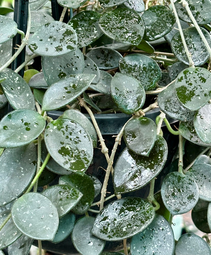 Hoya 'Mathilde' H266