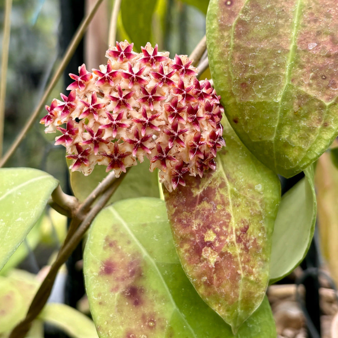 Hoya erythrostemma H173