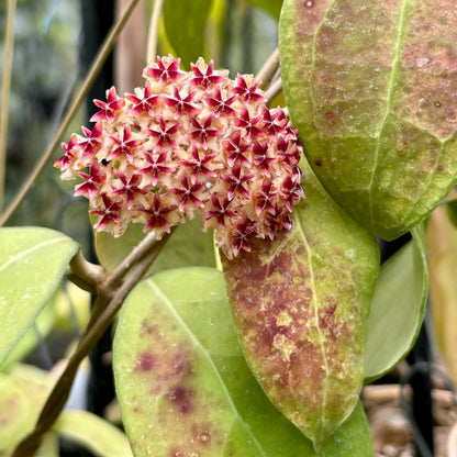 Hoya erythrostemma H173