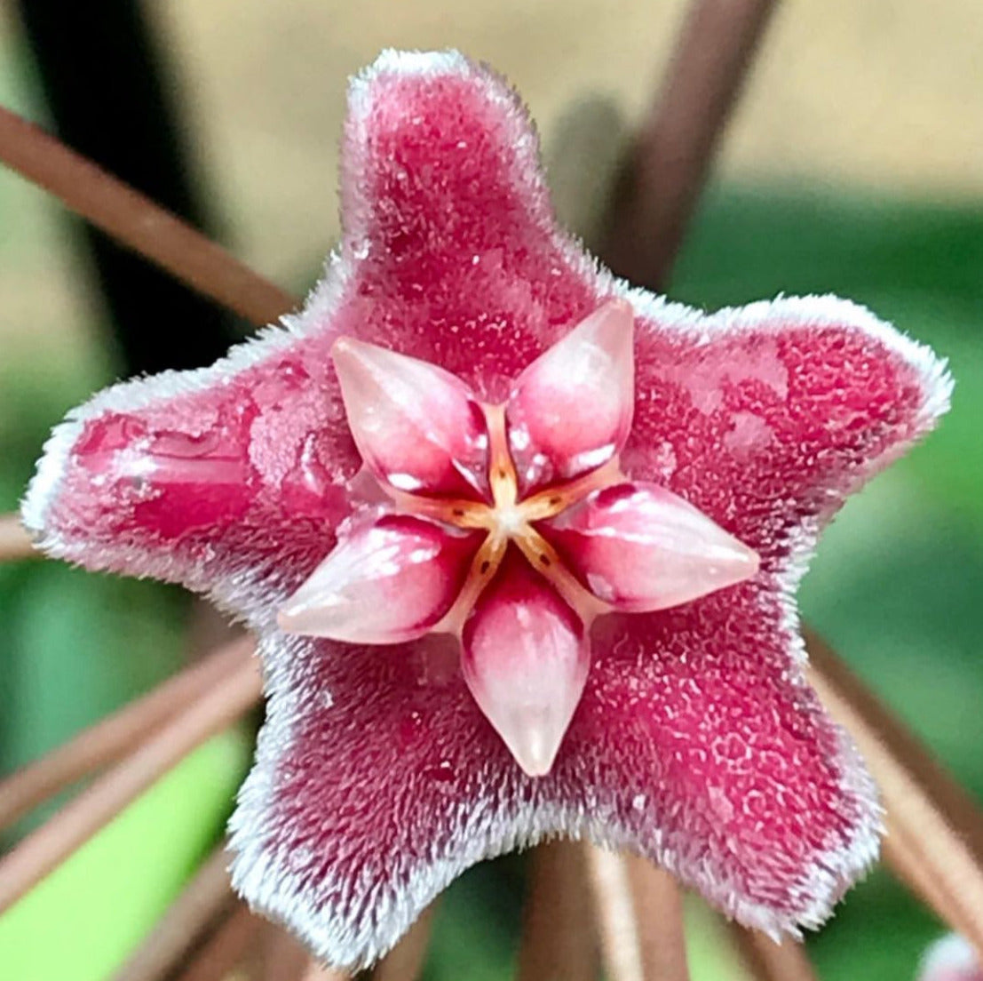 Hoya pubicalyx 'Jungle Garden' H197