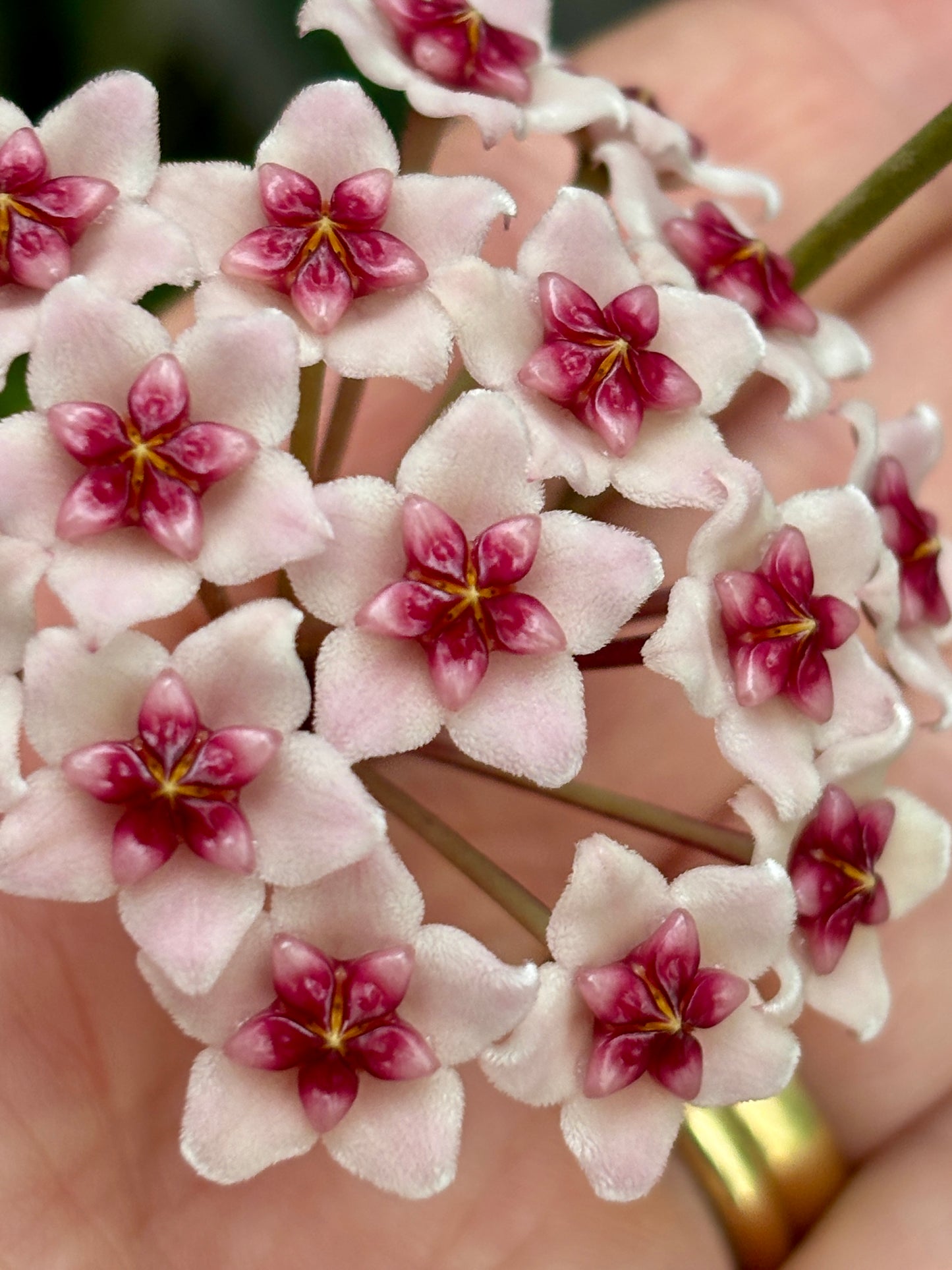 Hoya obovata H18