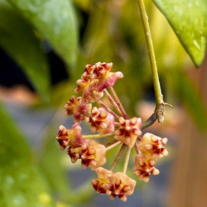 Hoya myrmecopa IML 1375 H280